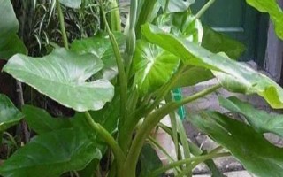 滴水觀音株型太大如何處理，切割植株能變得美觀挺拔
