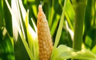華金甜2號玉米種子介紹，中抗小斑病