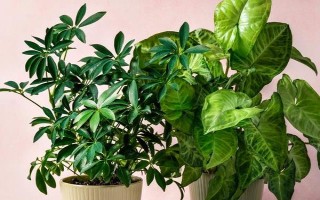 幸福樹能不能過冬，需要將其移到室內(nèi)養(yǎng)護便可順利過冬