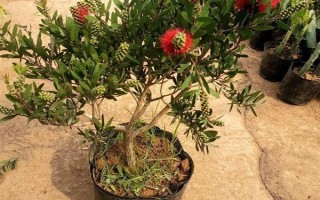 紅千層是不是吉祥花，紅千層是吉祥花