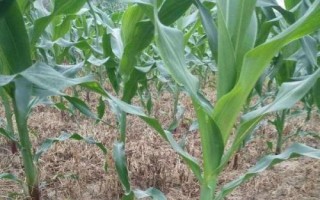 貴單2308玉米種子介紹，夏播在5月中旬以前播種