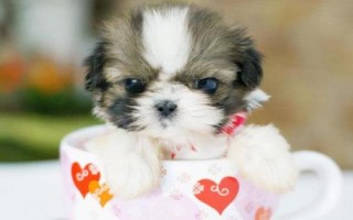 茶杯犬喂哪種食物，一歲左右主喂牛奶和雞蛋、超過一歲后主喂狗糧