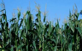云甜玉12號玉米種子特征特性，種植密度在3300株左右為宜