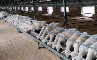 育肥羊的飼料配方，原料有玉米粉、草粉、玉米粒等
