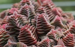 茜之塔多肉有沒(méi)有毒，植株不帶有任何毒性