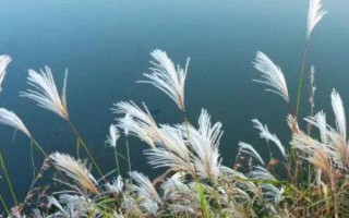 芒草和荻的區(qū)別是什么，種屬、植物樣式均不同