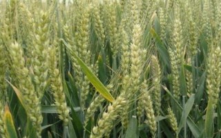 運(yùn)旱805小麥種子介紹，適宜播量每畝8-9公斤