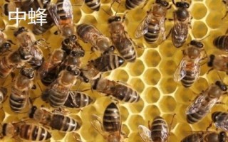 中蜂和意蜂的區(qū)別，中蜂為我國獨有的當(dāng)家品種