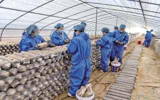 平菇銹斑病怎么防治，需通風降濕、噴施石灰水或漂白粉溶液