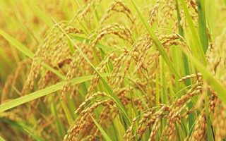 漢兩優(yōu)169水稻品種的特性，全生育期108～119天