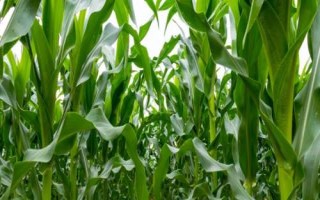 登海682玉米品種的特性，適宜密度為每畝4500株左右