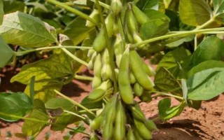 鄭雙青豆大豆種子簡介，特殊類型夏大豆品種