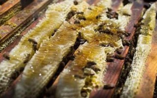 蜜蜂爬蜂病的種類和治療方法，包括蜜蜂螺原體病、蜜蜂孢子蟲病等類型
