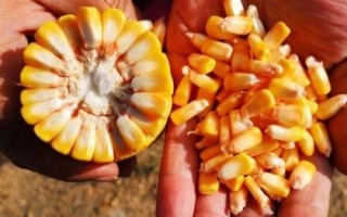 脊玉511玉米品種的特性，中抗大斑病