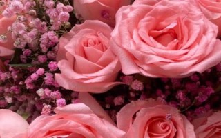 什么是粉玫瑰，屬于薔薇目、薔薇科直立灌木