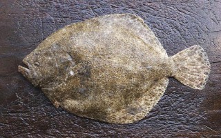比目魚(yú)又叫什么魚(yú)，又被叫做鰈魚(yú)、偏口魚(yú)等