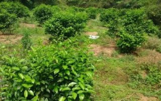 柑橘園雜草如何防控，可用化學藥劑除草也可以草治草