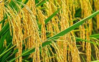 霽稻二號水稻種簡介，在適應(yīng)區(qū)播種期4月10日