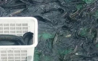 黑魚如何養(yǎng)殖，魚種長成后才能放入混養(yǎng)塘