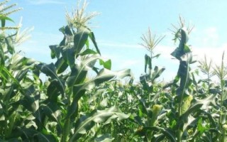 成單935玉米種子特征特性，注意防治灰斑病