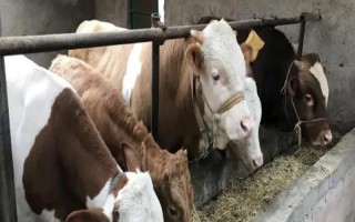 怎么喂剛下小牛的母牛，可以加大它們的飼料投喂量