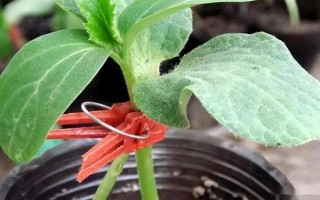 西瓜的嫁接砧木要注意什么，需具備抗病能力、適應(yīng)能力與親和性