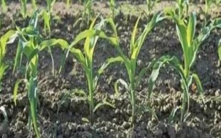 豐華17玉米種子特點，4月下旬至5月上旬播種
