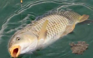 釣魚下午是釣深還是釣淺，一般是釣深