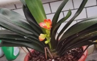 君子蘭葉子蔫了如何處理，需要管控光照和澆水等