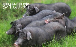 湖南長(zhǎng)沙縣的特產(chǎn)，湘繡是中國(guó)四大名繡之一