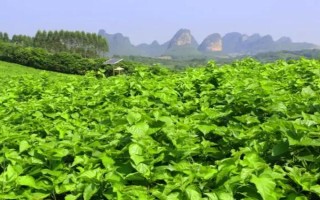 桑園冬季管理事項(xiàng)，要做好清園工作