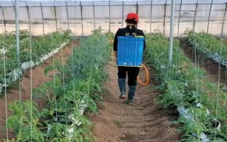 菌核凈的作用，可有效防治瓜果蔬菜的灰霉病、菌核病等