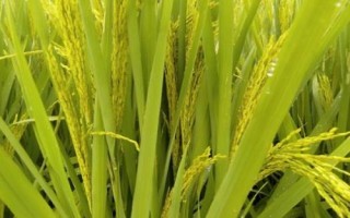 晶泰優(yōu)莉香水稻種簡(jiǎn)介，秧田畝播種量10.0千克