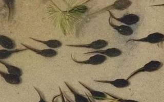 水魚吃什么食物，可喂食蛤蜊、小蝦、蝌蚪等