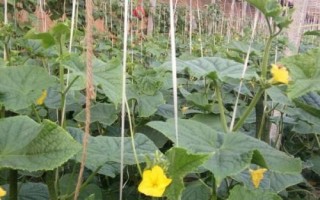 黃瓜打頂后還會(huì)結(jié)瓜嗎，打頂后還會(huì)結(jié)黃瓜