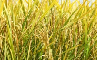 九兩優(yōu)9號水稻種子特點，全生育期135.2天