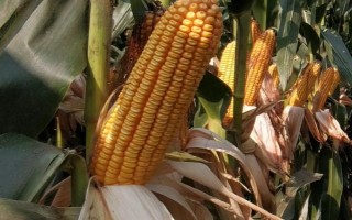 陜K512玉米品種的特性，中抗大斑病