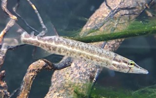 狗魚的生活習(xí)性，我國(guó)有黑斑狗魚和白斑狗魚兩種