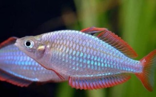 大眼虹銀漢魚好不好養(yǎng)，飼養(yǎng)難度比較大