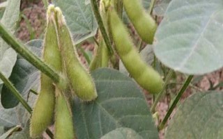瑞黃1號(hào)（區(qū)試名稱：黔豆19-1）大豆品種的特性，播種時(shí)期為3月下旬至5月上旬