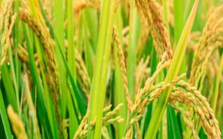 Y兩優(yōu)3089水稻種子特點，注意防治白葉枯病