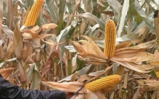 五福618玉米品種的特性，遼寧省春播生育期129天