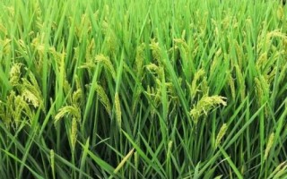 吉農(nóng)大777水稻品種簡(jiǎn)介，生育期141天