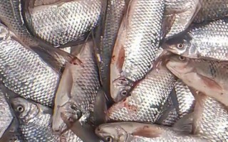 金海夕魚鉤適合釣什么魚，適合釣鯽魚、羅非魚、鲴魚等