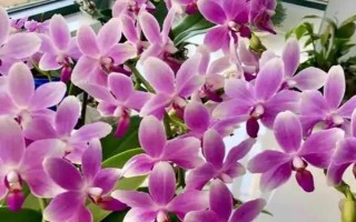 蝴蝶蘭的養(yǎng)護(hù)方法，適合在15-20℃左右生長(zhǎng)