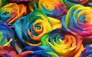 彩虹玫瑰的花語，花語為浪漫、夢幻、幸福等