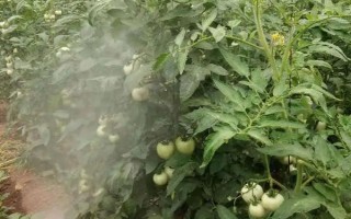 西紅柿噴施葉面肥的注意事項(xiàng)，幼果期跟采摘期要增加噴肥次數(shù)