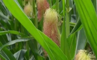 美糯9號(hào)玉米品種的特性，該品種屬緊湊型糯玉米品種