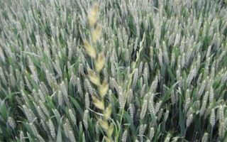 運(yùn)旱805小麥種子介紹，適宜播量每畝8-9公斤