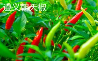 適合貴州種植的辣椒品種，是全國最大的辣椒交易市場